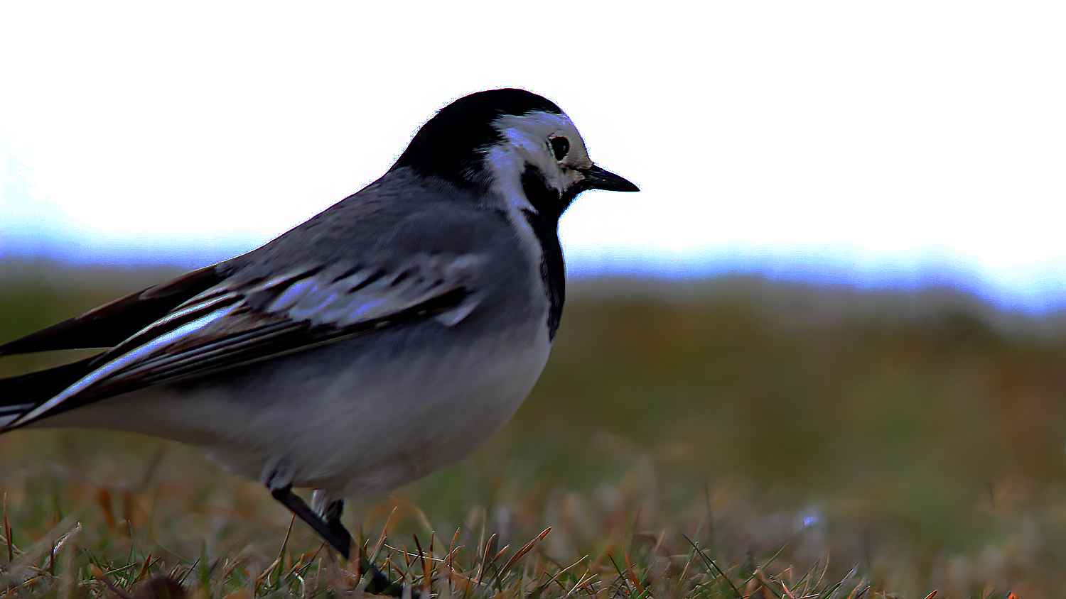 White Wagtail